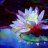 Wildflower