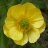 Buttercup55