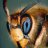 DR_Hornet