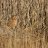 Bittern