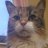 auttycat