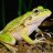 Growling Frog