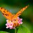 Bewilderedbutterfly