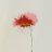 PoppieP