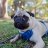 PugMom
