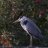 oldgreyheron