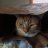 LeeLeeCat