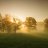 Whitershade
