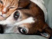 Up to 70% of dogs with diabetes are female
