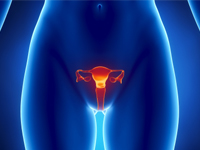 The female reproductive system has five components