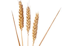 Whole grains are found in wheat, oats, barley, maize and brown rice