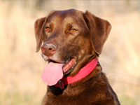 Dogs are able to pick up on subtle changes of odour to detect low or high blood glucose levels