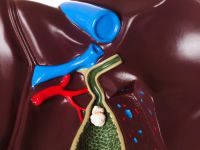 The liver produces, stores and release glucose