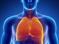The female respiratory system has four components