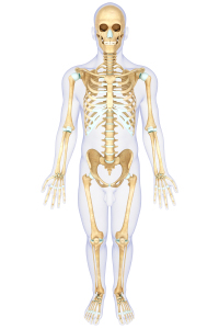 People with diabetes have an increased risk of osteoporosis