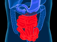 The small intestine deals with digestion whilst regulating blood glucose levels in the endocrine repsonse