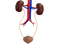 Diabetes can have short term and long term effects on the urinary system