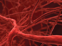 The vascular system carries oxygenated blood around the body