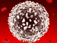 Granulocytes, Monocytes and Lymphocytes are 3 major types of white blood cell