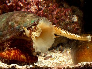 geographic cone snail