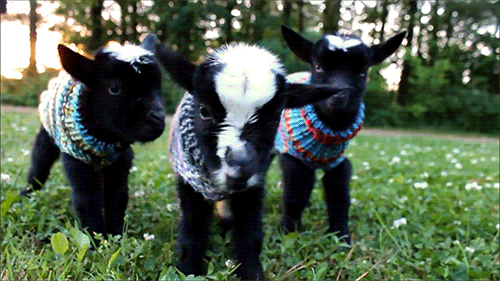 shiver-tremble-cute-baby-goat-shakes