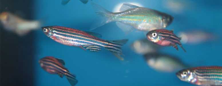 Zebrafish protein could open up treatment research in type 1 diabetes