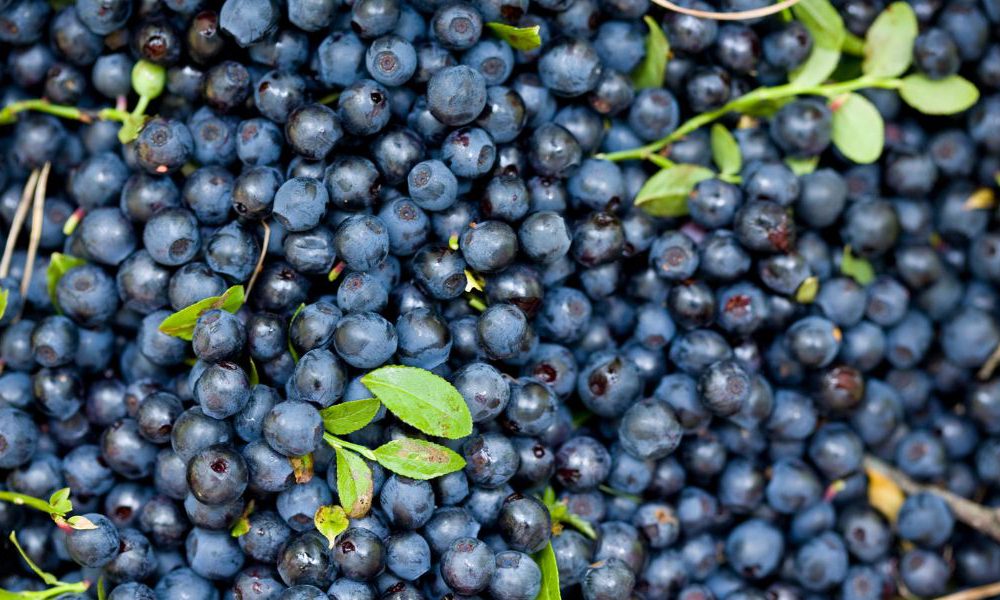 Bilberry Extract & Diabetes - Benefits, Anthocyanosides & Retinopathy