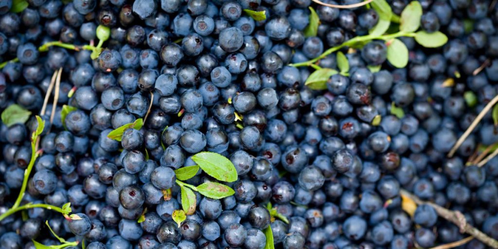 Bilberry Extract & Diabetes Benefits, Anthocyanosides & Retinopathy