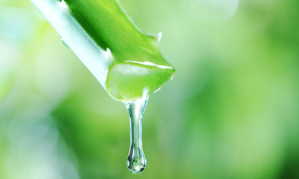 Aloe Vera Effect on Blood Glucose & Health Benefits