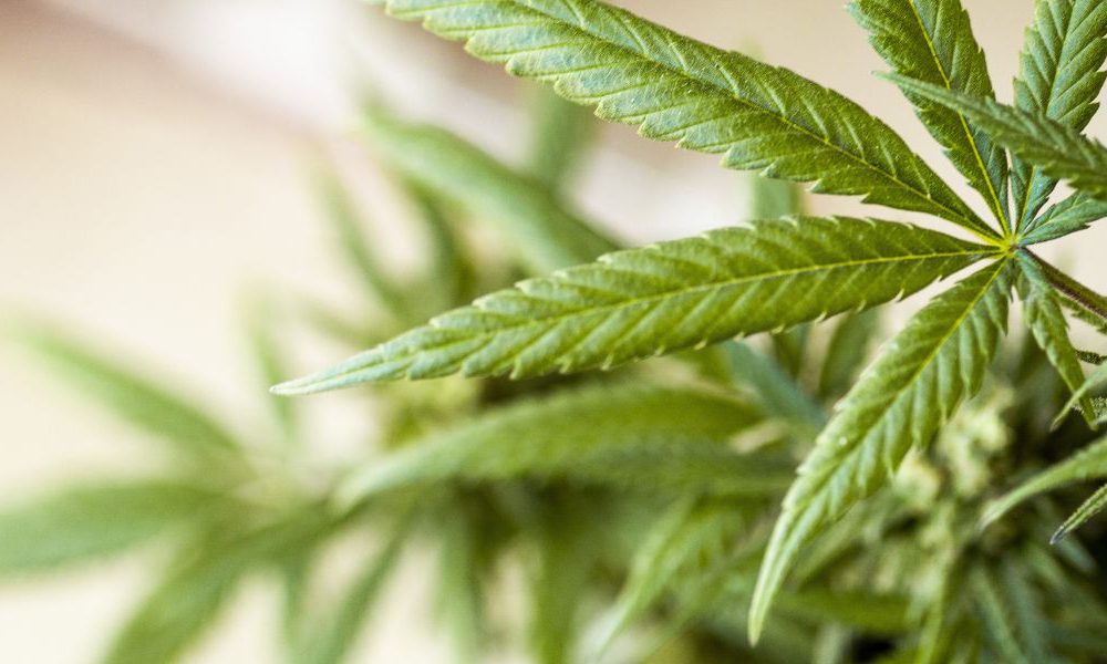 Cannabis and Diabetes