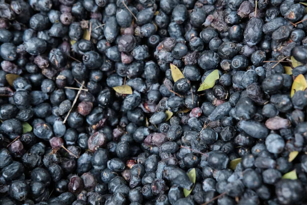 Bilberry Extract & Diabetes Benefits, Anthocyanosides & Retinopathy
