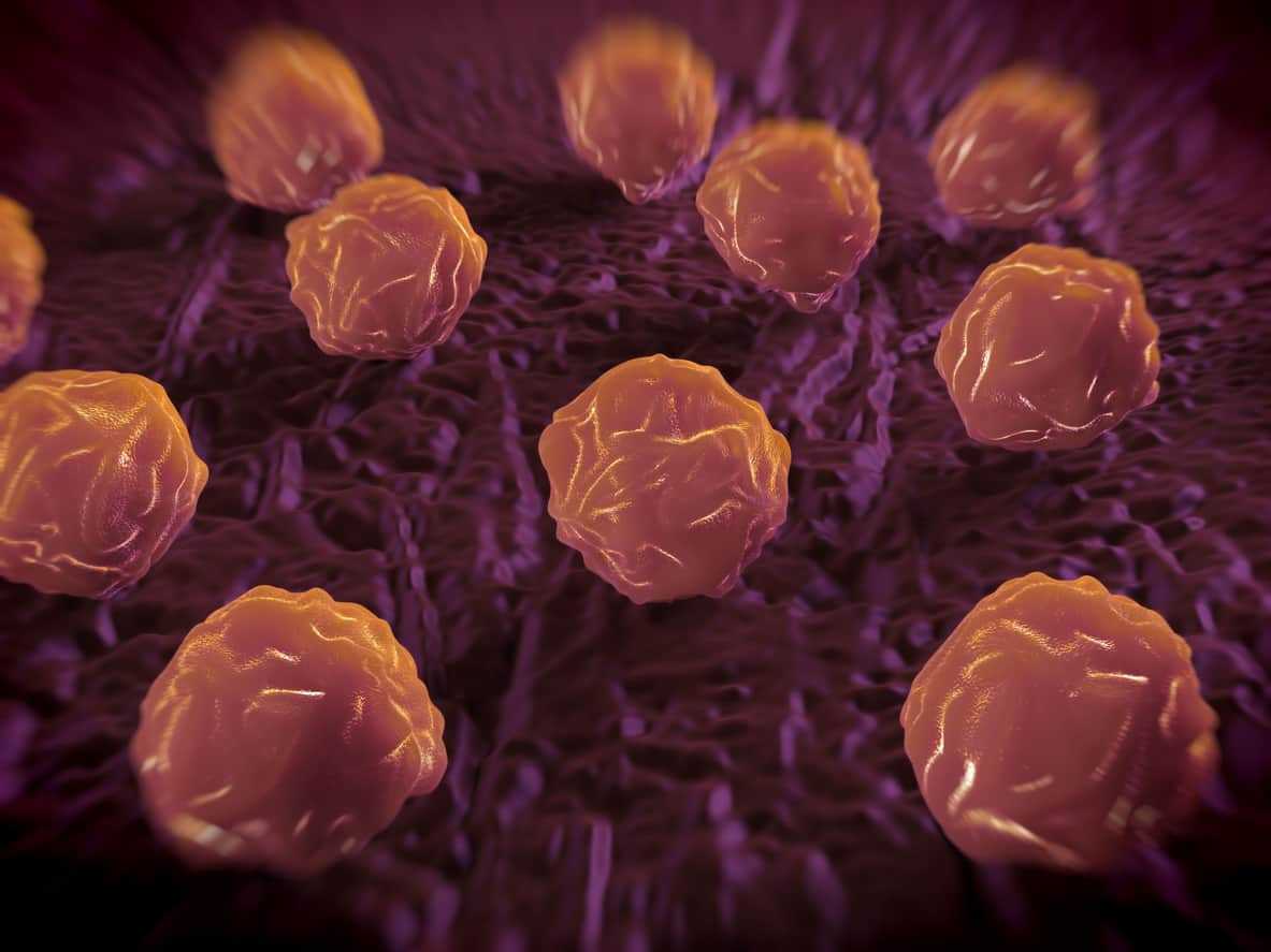 Bone Marrow Transplants