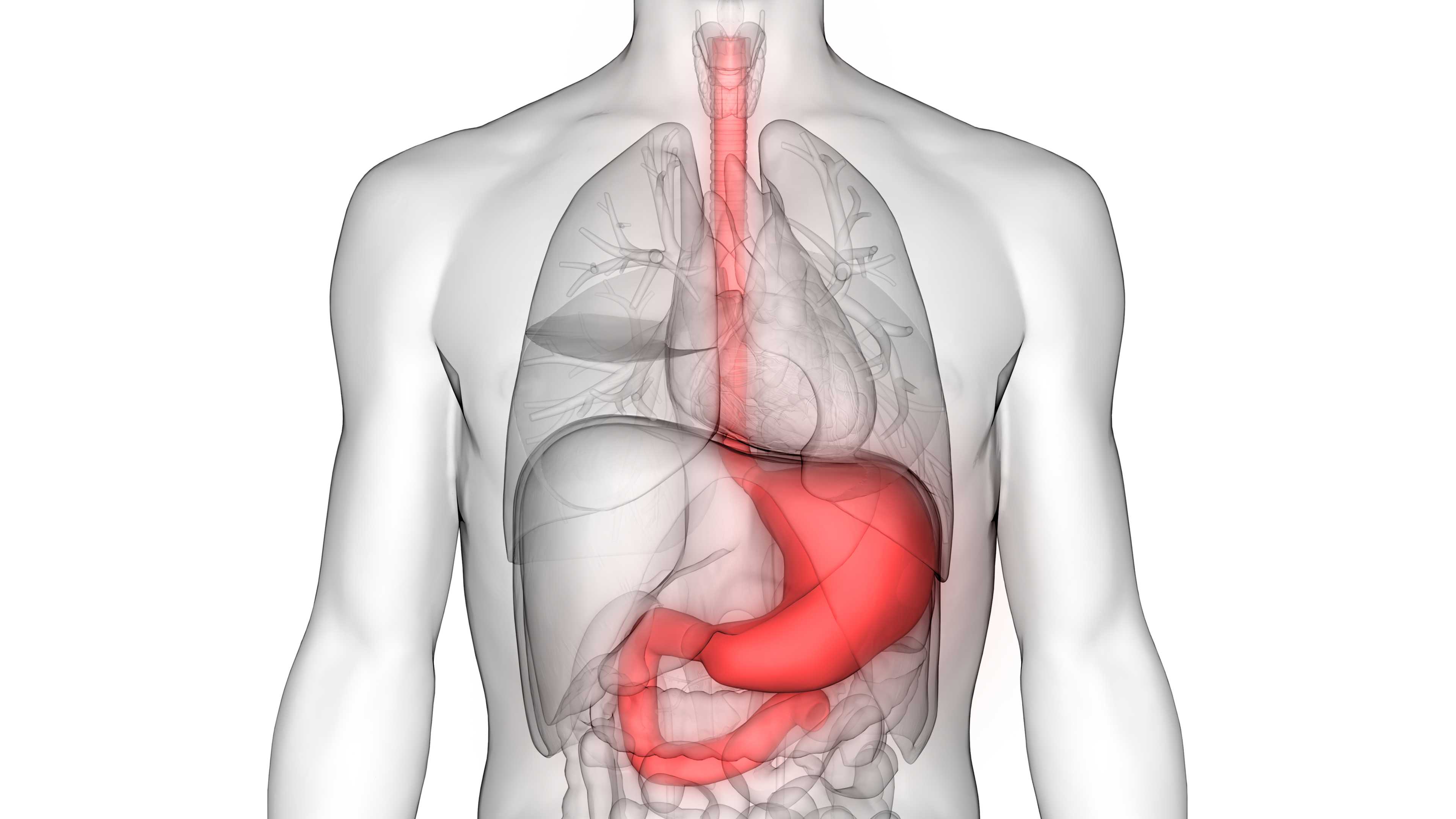 Diseases Of The Digestive System Anatomical Chart