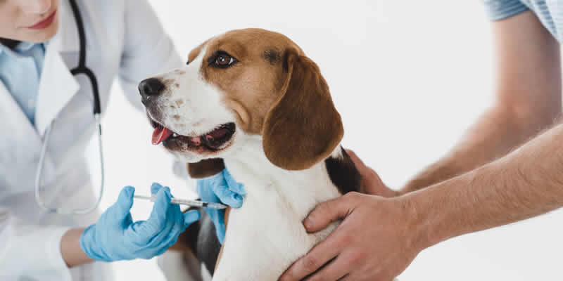Experts consider COVID-19 vaccination programme for pets