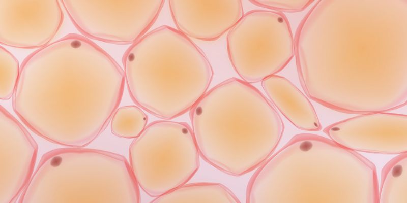 How visceral fat may trigger type 2 diabetes