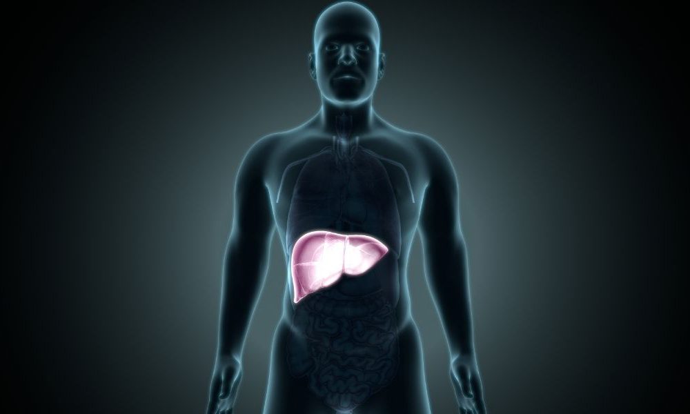 The Liver and Blood Glucose Levels
