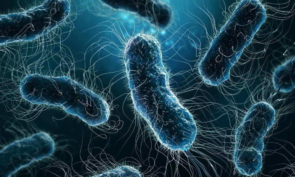 Gut bacteria could be influential in development of type 2 diabetes - Vimarsana News
